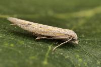 Epidola barcinonella