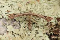 Platyptilia iberica