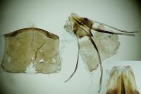 Incurvaria koerneriella