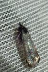 Adela reaumurella