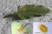 Stigmella freyella