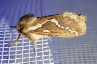 Korscheltellus lupulinus