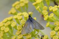 Heterogynis penella