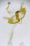 Coleophora deauratella