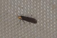 Spuleria flavicaput