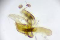 Spuleria flavicaput