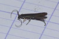 Coleophora deauratella