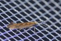 Plutella xylostella