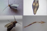 Cauchas rufifrontella