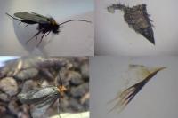 Cauchas rufifrontella