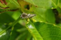 Glyphipterix forsterella