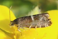 Grapholita lathyrana