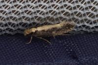 Monopis crocicapitella
