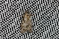 Cnephasia