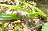 Korscheltellus lupulinus