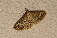 Alucita huebneri/cymatodactyla