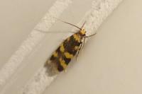 Oegoconia
