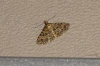 Alucita huebneri/cymatodactyla