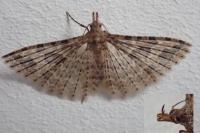 Alucita hexadactyla