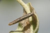 Coleophora hemerobiella