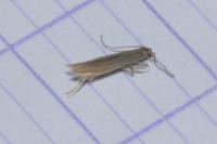 Coleophora caespititiella