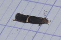 Aproaerema cinctella