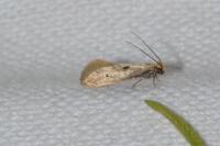 Tinea trinotella