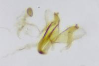 Coleophora caespititiella
