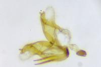 Coleophora caespititiella
