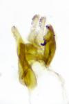 Aproaerema cinctella