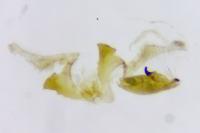 Aproaerema cinctella