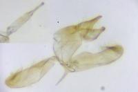 Tinea trinotella