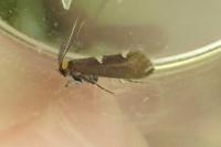Incurvaria masculella