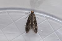 Nemapogon granellus