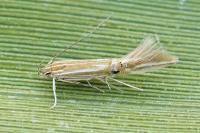 Cosmopterix lienigiella