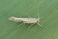 Cosmopterix lienigiella