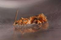 Lobesia reliquana