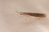 Coleophora albella