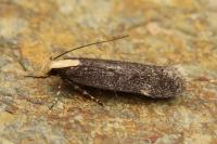 Aroga flavicomella