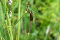 Cauchas rufimitrella