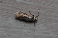 Endrosis sarcitrella