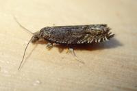 Ancylis unguicella