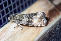 Celypha lacunana