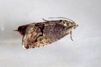 Cydia splendana
