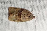 Syndemis musculana