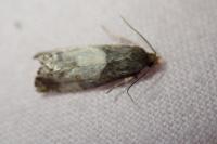 Notocelia cynosbatella