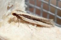 Mirificarma interrupta