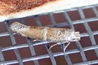 Cedestis subfasciella