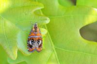 Olethreutes arcuella