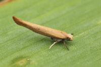 Zelleria hepariella